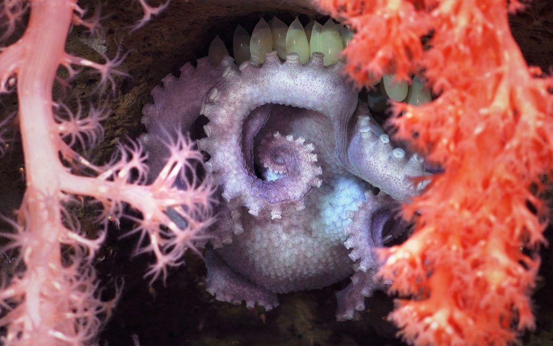 Tras el Cañón de Mar del Plata (Argentina) arranca una nueva expedición del Schmidt Ocean Institute en el Mar de Uruguay