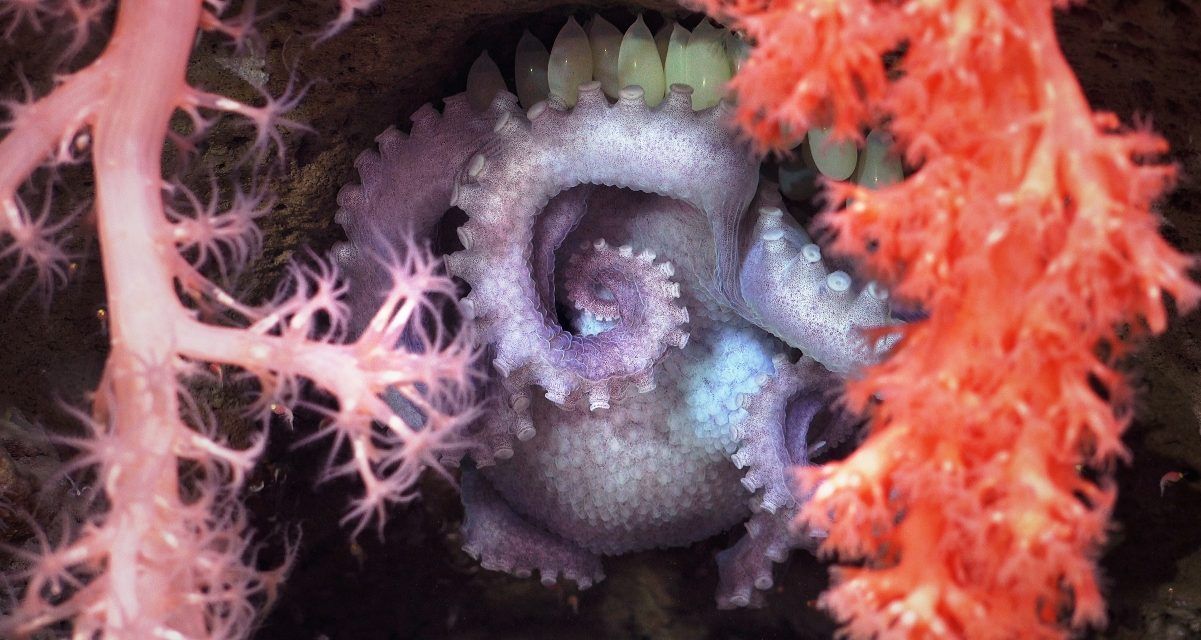 Depois do Canhão de Mar del Plata (Argentina), inicia-se uma nova expedição do Schmidt Ocean Institute no Mar Uruguai