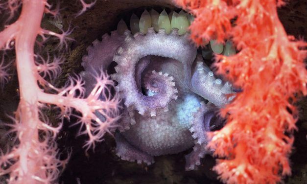Depois do Canhão de Mar del Plata (Argentina), inicia-se uma nova expedição do Schmidt Ocean Institute no Mar Uruguai