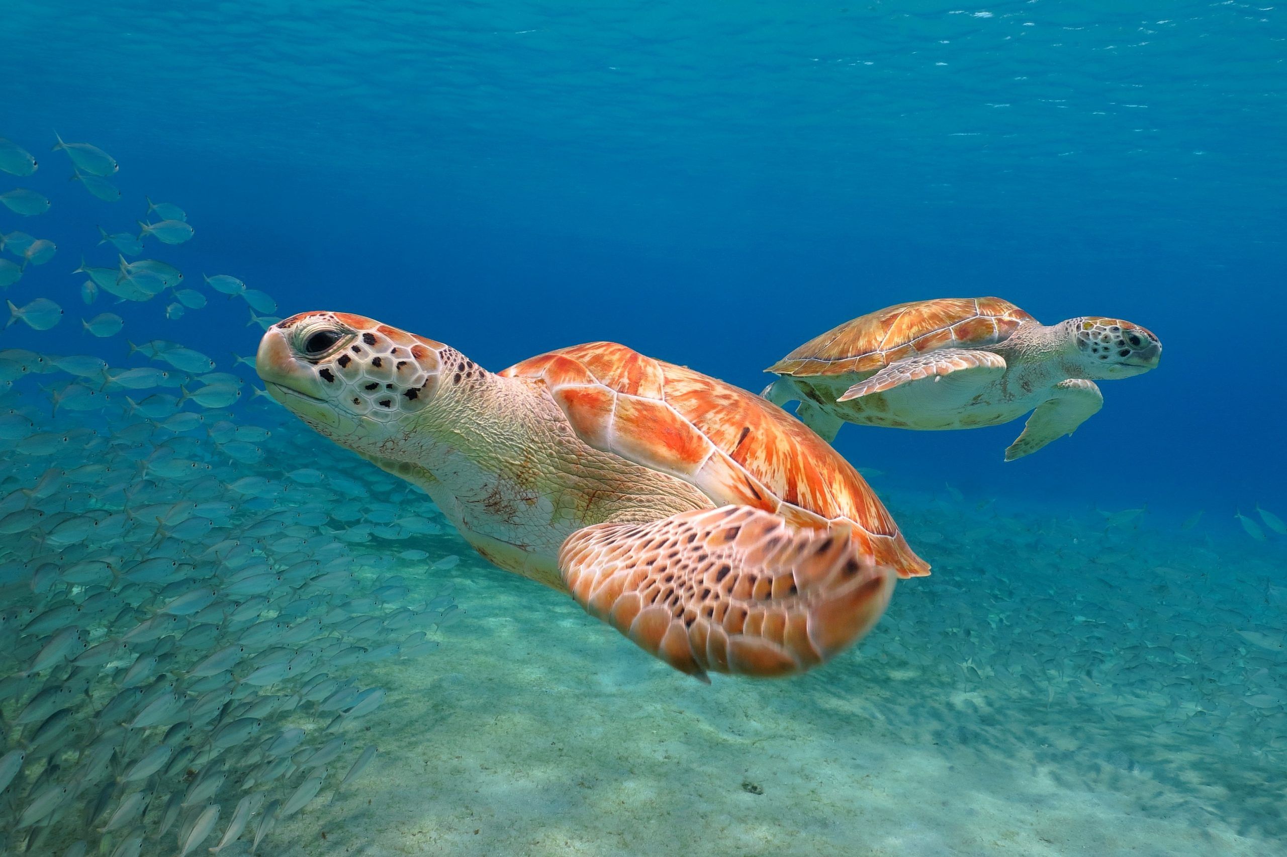 Sea turtles (Chelonia mydas) swimming in the blue ocean. Two turtles and school of fish in the shallow water. Underwater photography from scuba diving with marine wildlife.