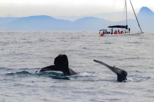 Sail in Rio. Ballenas jorobadas