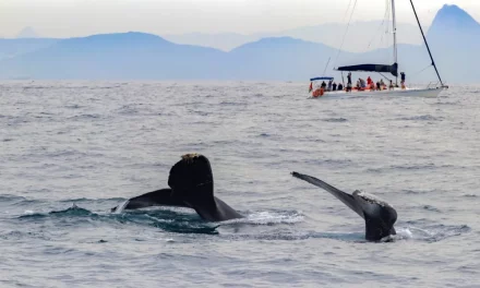 Sail in Rio. El regreso de las ballenas jorobadas