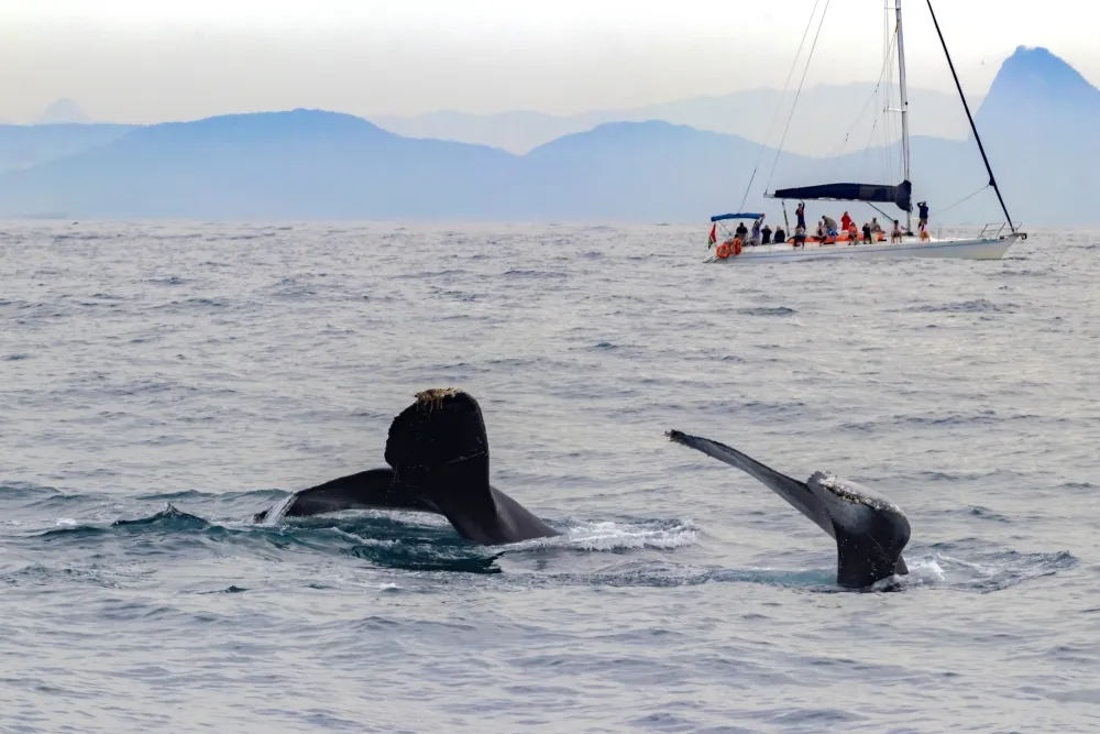 Sail in Rio. The return of the humpback whales